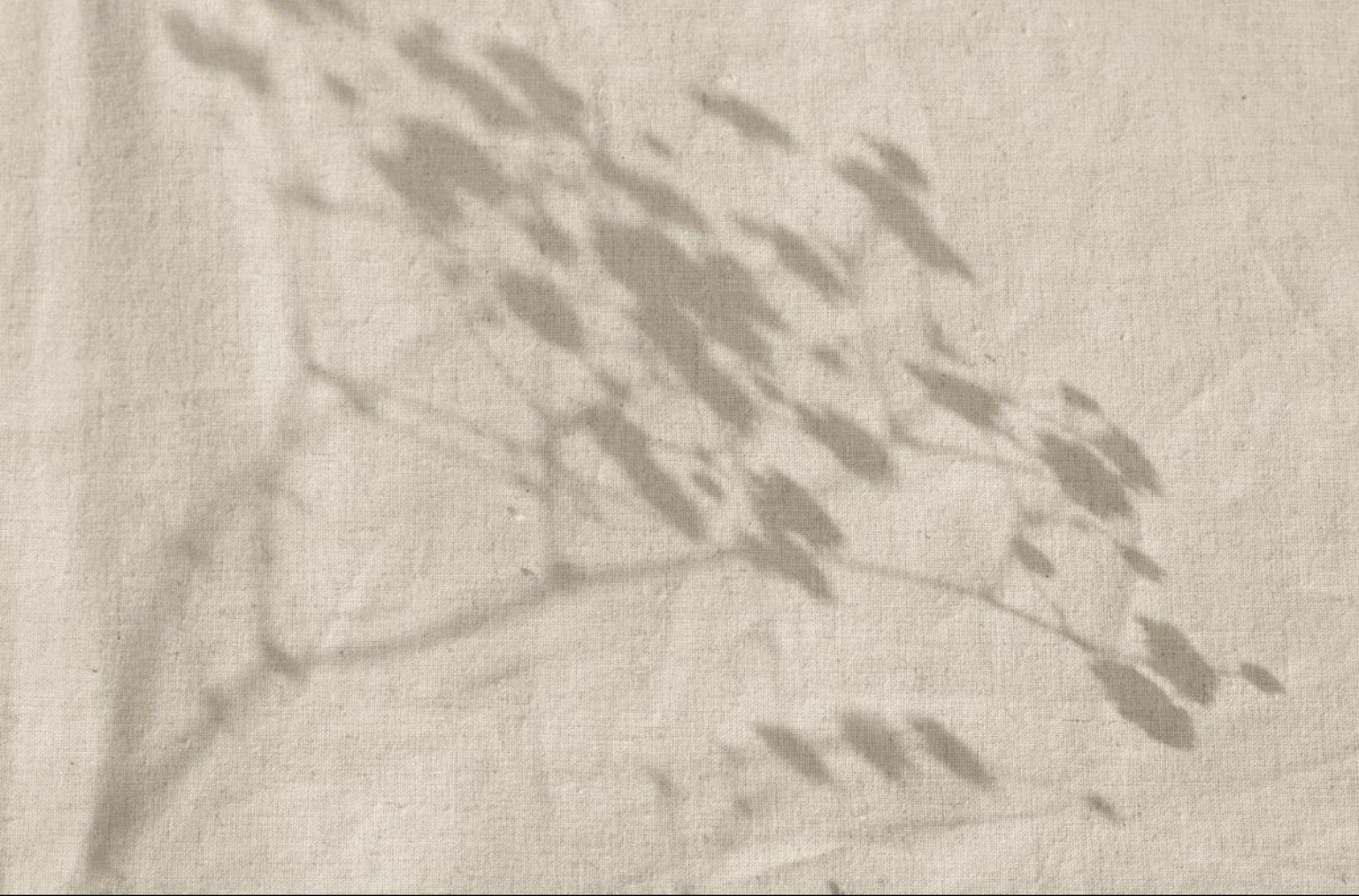 Soft olive branch shadow on neutral fabric